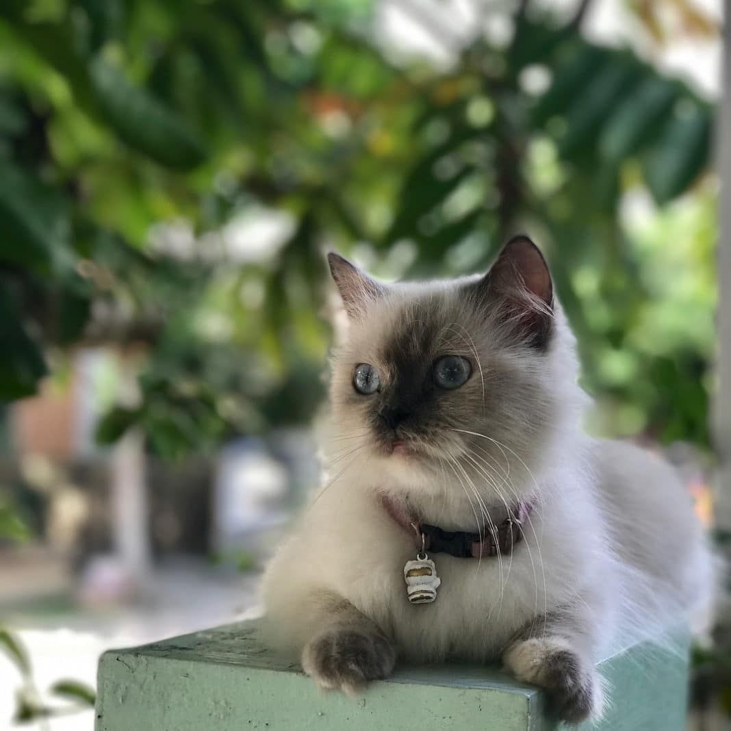 Audrey