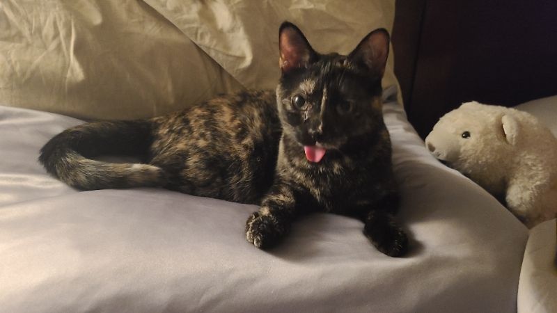 Kat