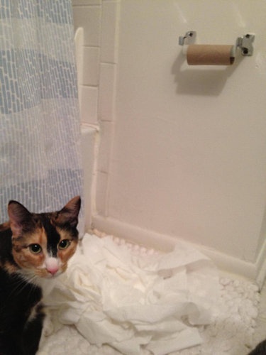 amy