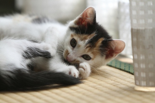 Dennis