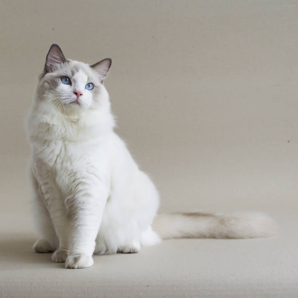Juniper