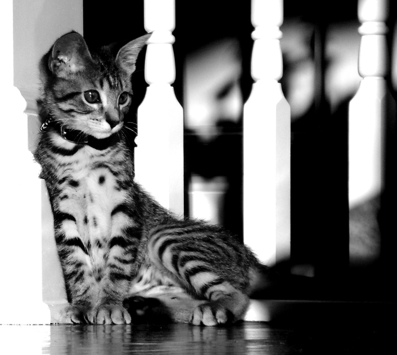 Sheba