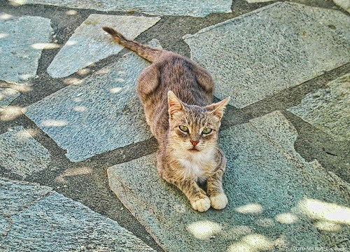 Patricia