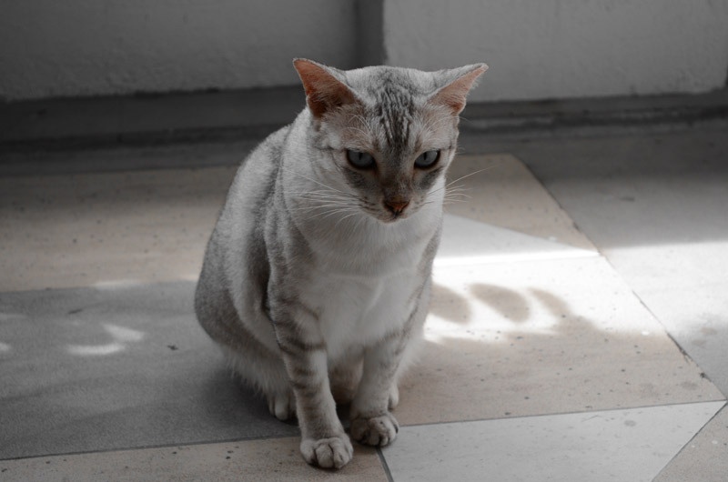 Sun-Jue