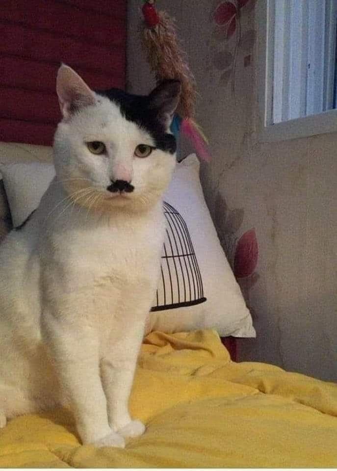 Todd