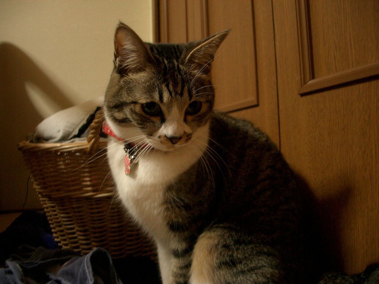 Alexander