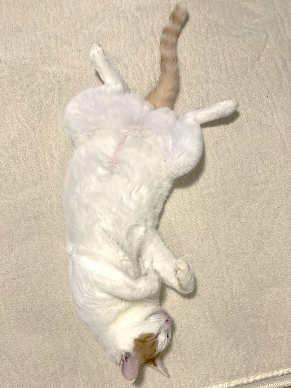 Guillermo