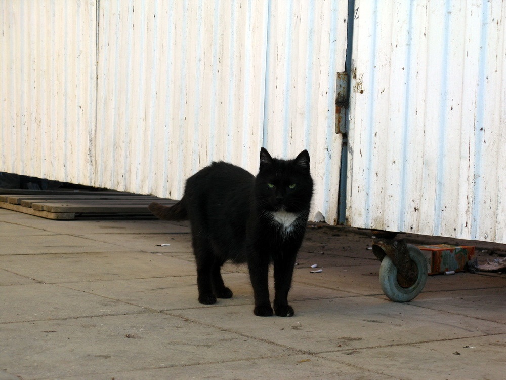 Nicholas