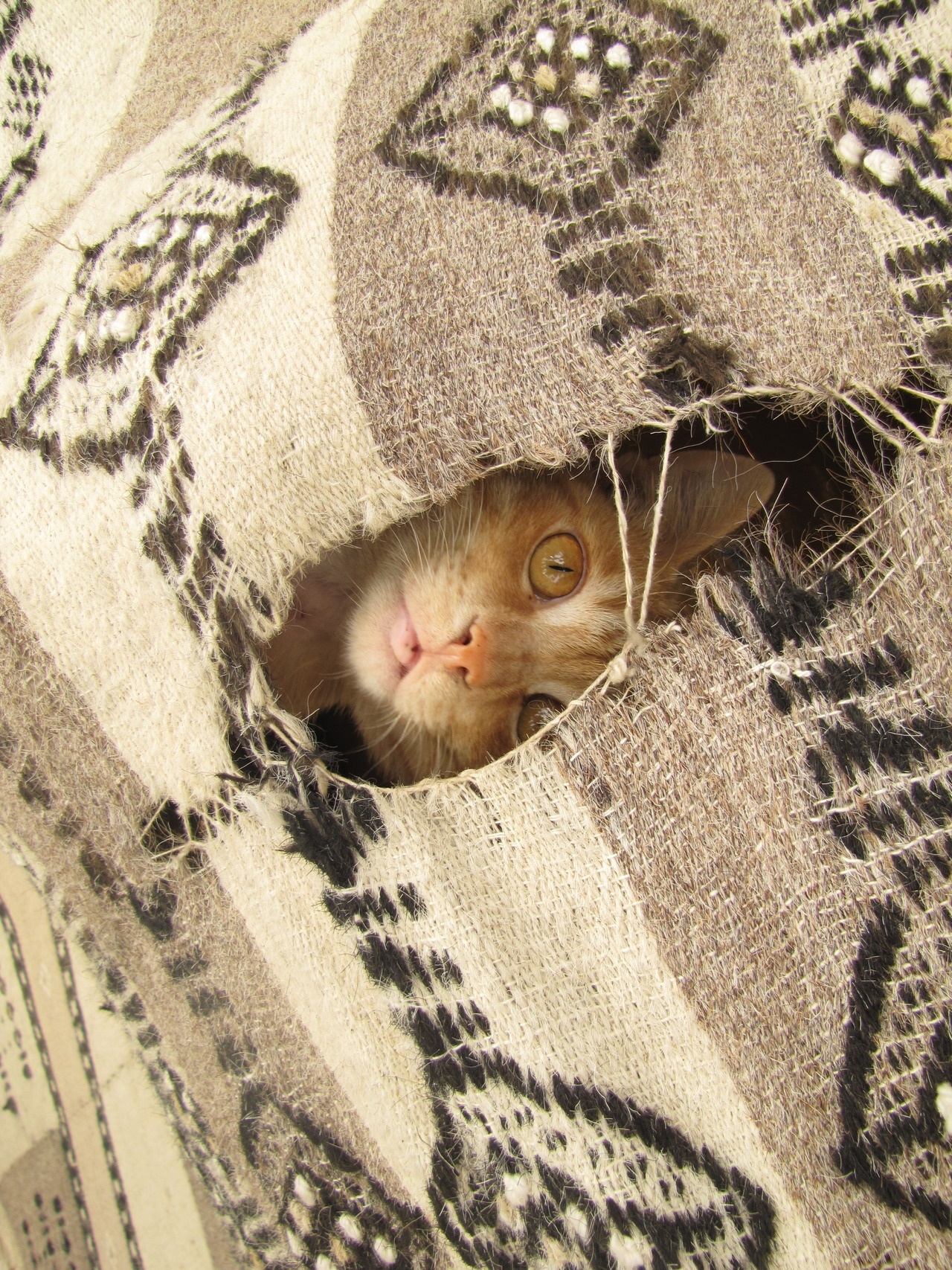 Herman