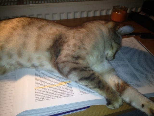 Celia