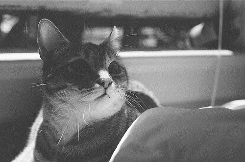 Mateo