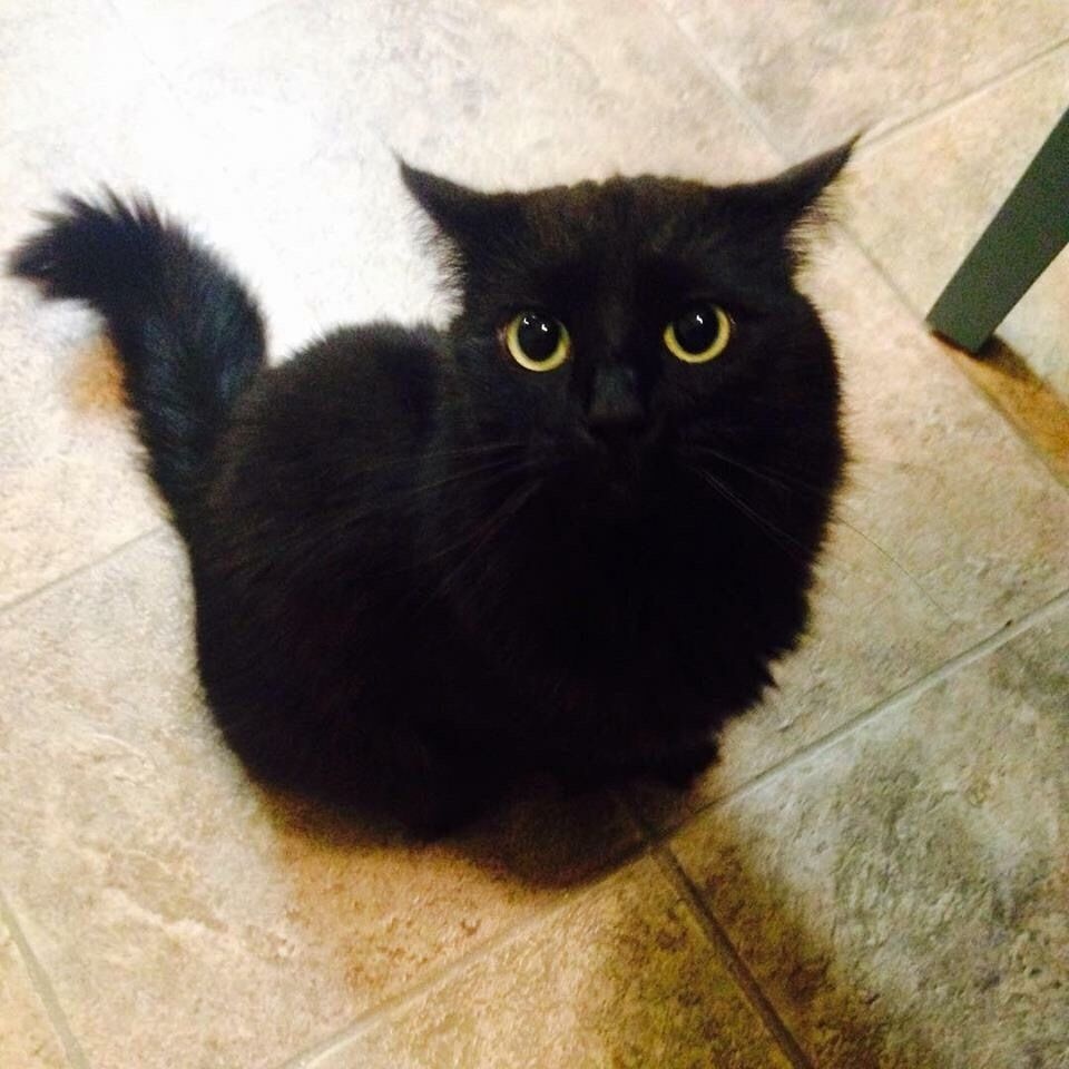 Simon