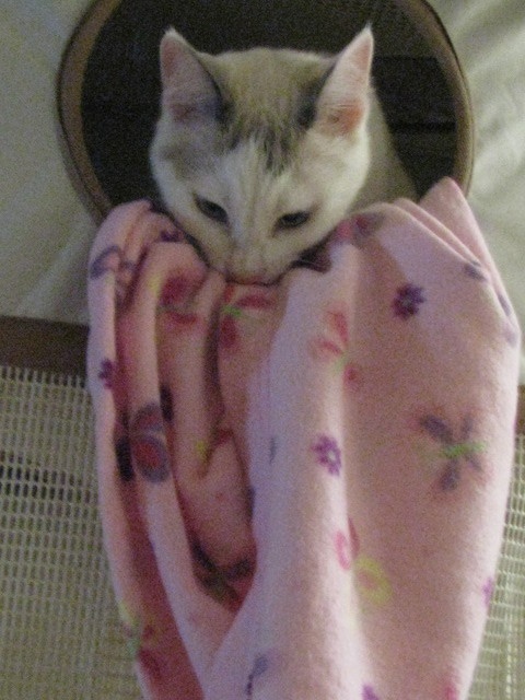 Mia