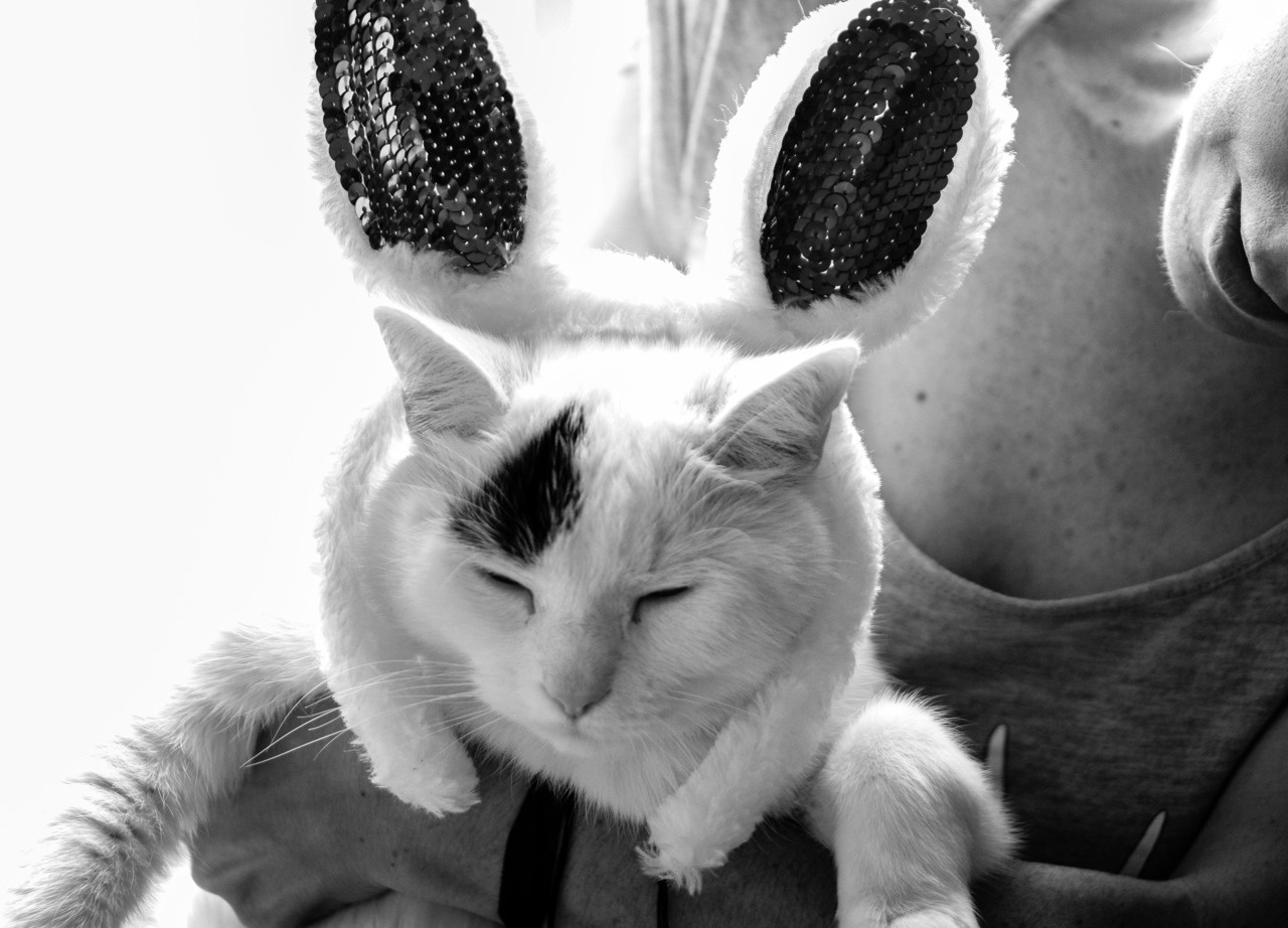 Alice