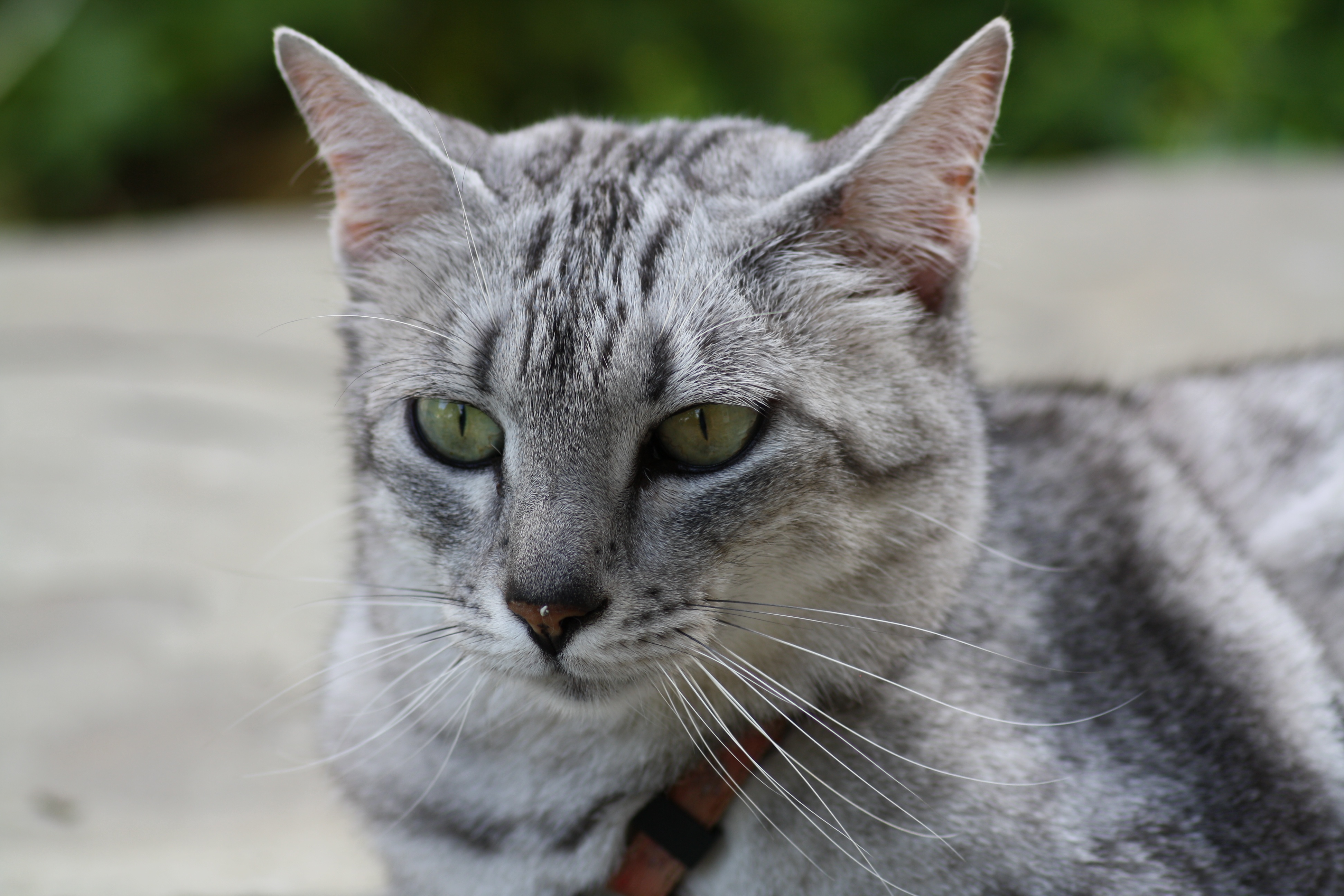 Cate
