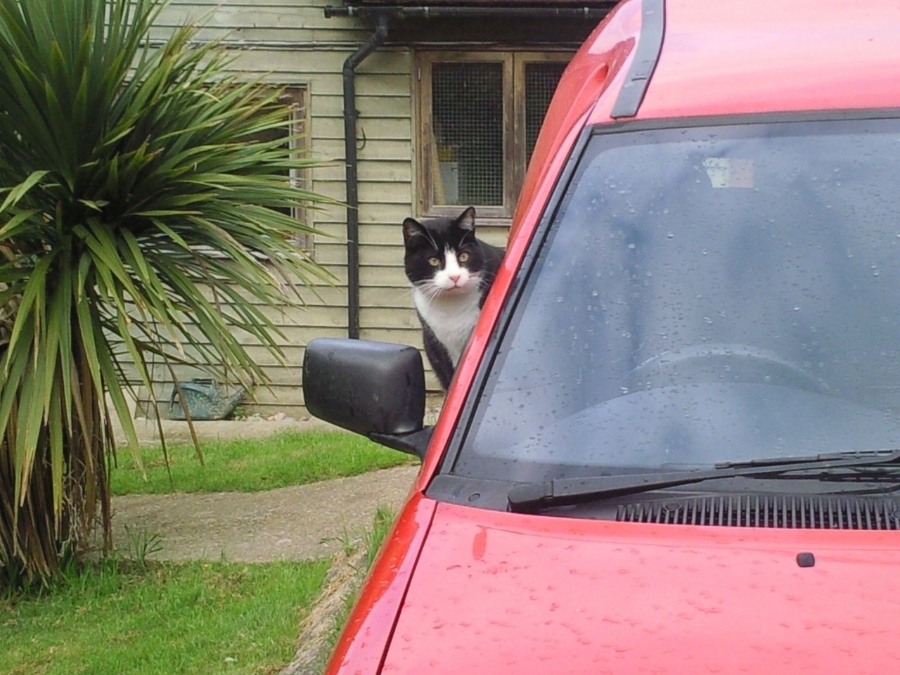 Cat