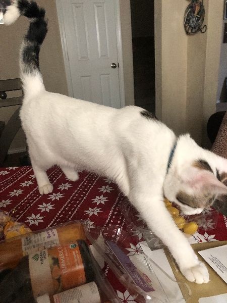 albert